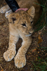 the little cub stroking a woman's hand