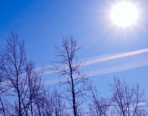 Tree branches in the sun. Bright winter sun. Autumn day. Mysterious atmosphere. The sun in the dark sky. Branches lit by the sun. Cloudy day.