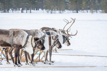 Siberian reindeer in a harness next to sleds prepared flee on winter camp in Siberia.