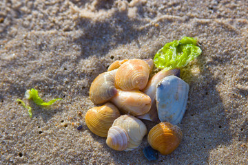ракушки