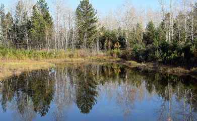 Fototapeta na wymiar Reflection of trees in the water. Beautiful autumn forest. Natural pond. The surface of the water. Clear water in the river. Forest lake.