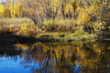 Reflection of trees in the water. Beautiful autumn forest. Natural pond. The surface of the water. Clear water in the river. Forest lake.