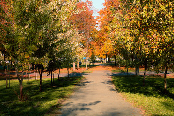 Autumn landscape. Background of autumn trees in the park with colorful red and yellow foliage.