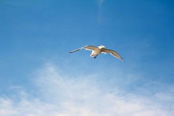 Königin der Meere / eine Möwe fliegt durch die Lüfte 