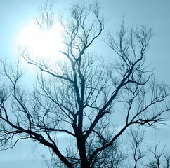 Tree branches in the sun. Bright winter sun. Autumn day. Mysterious atmosphere. The sun in the dark sky. Branches lit by the sun. Cloudy day.