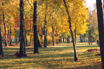 Naklejka premium Autumn landscape. Background of autumn trees in the park with colorful red and yellow foliage.