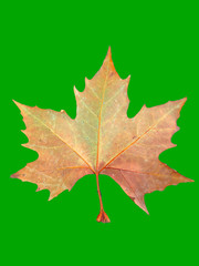 One dried maple lief  with a green background for chroma key