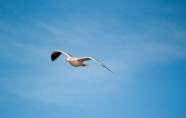 Königin der Meere / eine Möwe fliegt durch die Lüfte 