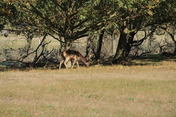 Hirsch vor den Bäumen
