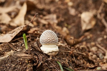 Mushroom growing in a forest