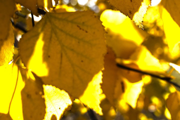 Yellow foliage of trees in the sun. Golden leaves on branches against blue sky. Autumn background. Colors of autumn.