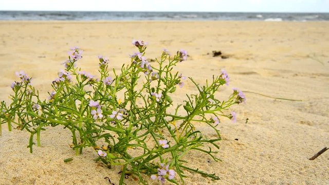 sea lavender on a beach of the Baltic Sea 