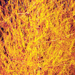 Yellow foliage of trees in the sun. Golden leaves on branches against blue sky. Autumn background. Colors of autumn.