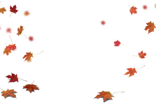 Isolated on white background of Autumn leaves on the floor with shadow and some are falling.