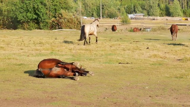 Horses rolling in a pasture and running excitedly around. (Canadian fam, BC, Canada)