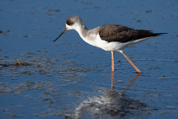 Stilt bird
