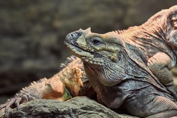 Iguana resting position