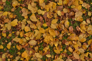 yellow dry leaves fallen from the trees lie on the green grass in the afternoon in the park