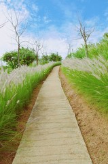 Fototapeta na wymiar concrete walk way with grass flower and blue sky