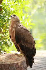predatory bird