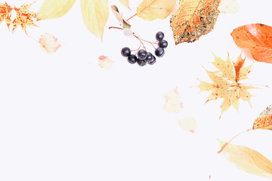 Frame made of autumn dry multi-colored leaves and berries of chokeberry on white background. Autumn, fall concept. Flat lay, top view, copy space