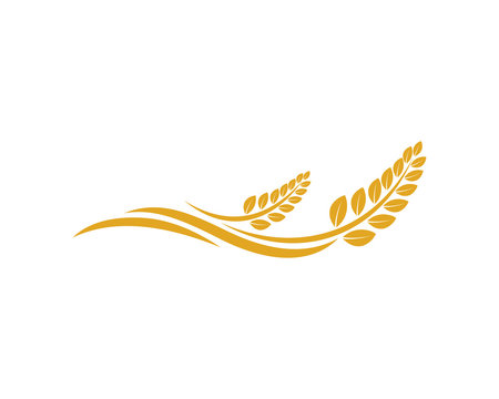 Vector Growing Plant Agriculture wheat Grain Sign Symbol Icon Logo Template Design Inspiration