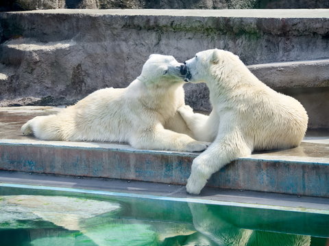 Kissing polar bears