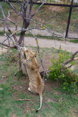 A lioness stands by a tree and sharpens her claws