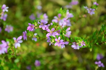 purple flowers in the park