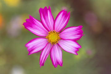 Obraz premium コスモス満開