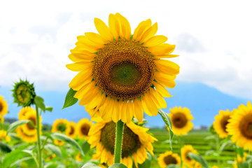 Fototapeta premium Sunflower sky backdrop