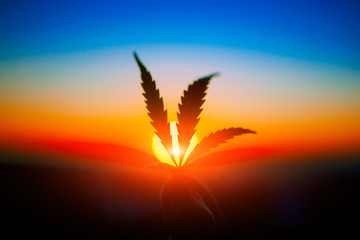 Naklejka na ściany i meble Cannabis leaf in hand on the horizon with sunset. Marijuana leaves against the backdrop of beautiful sunset