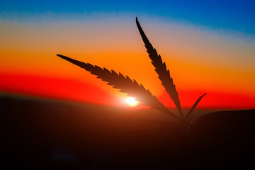 Silhouette cannabis leaf in hand on the horizon with sunset. Marijuana leaves against the backdrop...