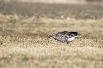 Greylag goose. Goose on the field. Birds in their natural environment