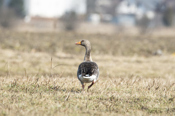 Greylag goose. Goose on the field. Birds in their natural environment