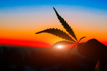 Silhouette cannabis leaf in hand on the horizon with sunset. Marijuana leaves against the backdrop...
