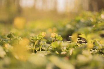 Small spring yellow flowers. Flower background. WIld flowers background. Colorful nature background