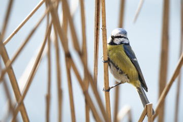 The Eurasian blue tit (Cyanistes caeruleus). A small passerine bird. Nature background. Yellow and...