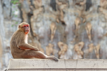 Thai wild red face monkey sitting on the stone and looking for food.