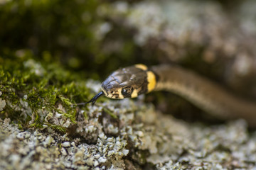 The grass snake (Natrix natrix). Ringed snake or water snake. Young little snake. Snake with yellow spots