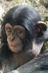 Baby chimpanzee