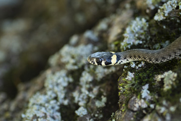 The grass snake (Natrix natrix). Ringed snake or water snake. Young little snake. Snake with yellow spots