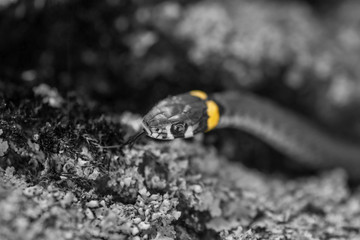 The grass snake (Natrix natrix). Ringed snake or water snake. Young little snake. Snake with yellow spots