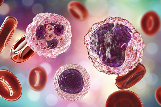 Monocyte (right), lymphocyte (bottom middle) and neutrophil (left) surrounded by red blood cells, 3D illustration