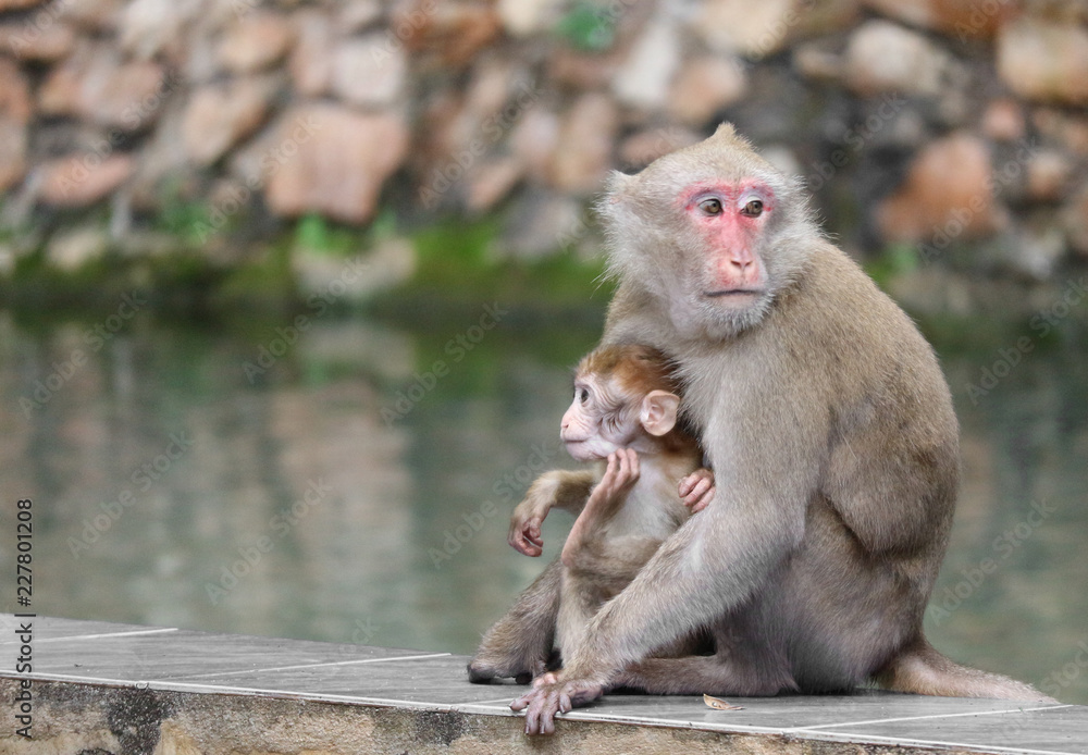 Wall mural thai wild red face mommy and baby monkey sitting near the river.