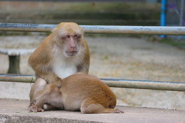 Two thai red face monkeys making love for mating at outdoor park.