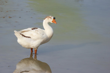 A Natural white duck standing and looking for food on green pond.