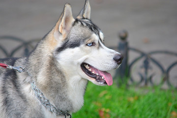 Portrait of a beautiful husky dog