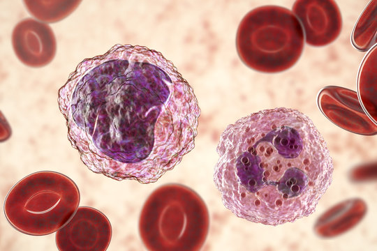 Monocyte (left) and neutrophil (right) surrounded by red blood cells, 3D illustration