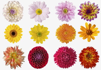 collage of pink red and yellow flowers